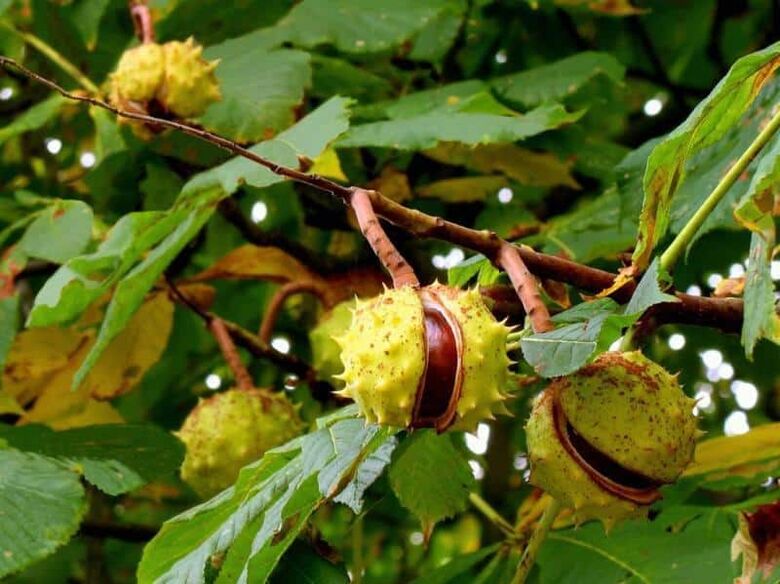 Medicinal tincture for varicose veins was prepared from horse chestnut